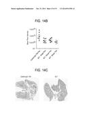 ANTI-CXCR4 ANTIBODIES AND METHODS OF USE diagram and image