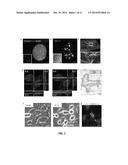 Modulation of Midbody Derivatives diagram and image