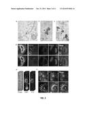 Modulation of Midbody Derivatives diagram and image