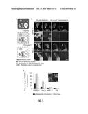 Modulation of Midbody Derivatives diagram and image