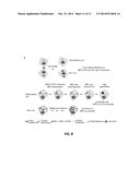 Modulation of Midbody Derivatives diagram and image