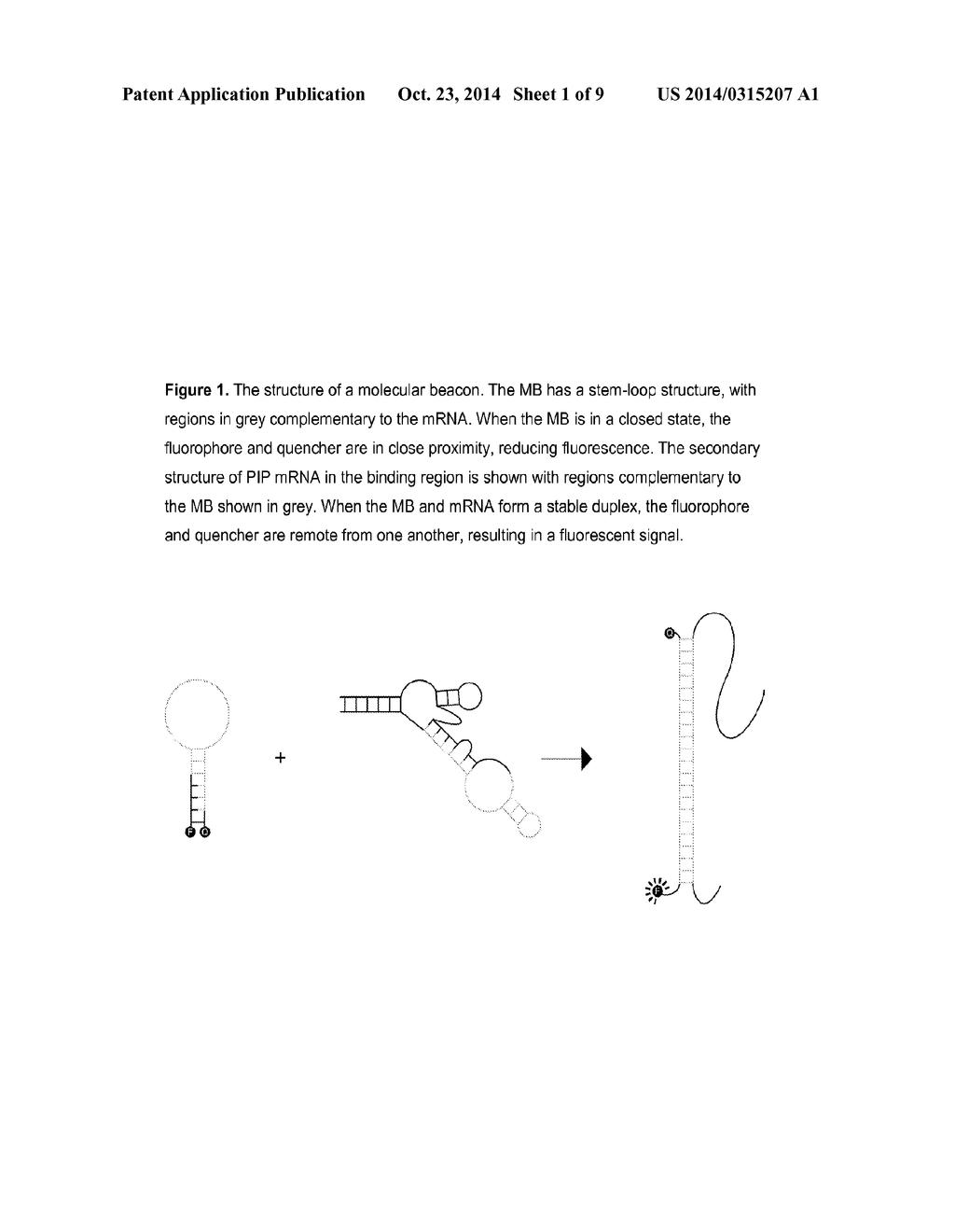 MOLECULAR BEACON BASED ASSAY FOR THE DETECTION OF BIOMARKERS FOR BREAST     CANCER METASTASIS - diagram, schematic, and image 02