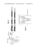 Interleukin-31 Monoclonal Antibody diagram and image