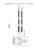 Interleukin-31 Monoclonal Antibody diagram and image