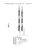 Interleukin-31 Monoclonal Antibody diagram and image