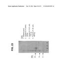 Interleukin-31 Monoclonal Antibody diagram and image