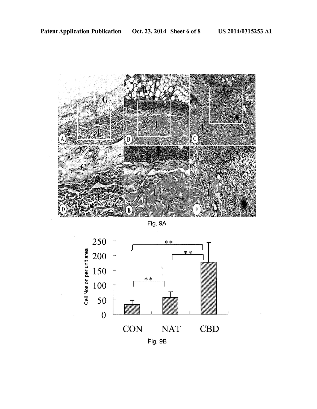 ACTIVATED COLLAGEN SCAFFOLD MATERIALS AND THEIR SPECIAL FUSED ACTIVE     RESTORATION FACTORS - diagram, schematic, and image 07