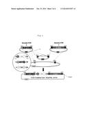 GENE TARGETING VECTOR, METHOD FOR MANUFACTURING SAME, AND METHOD FOR USING     SAME diagram and image