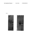 NOVEL CELLULOSE AND LIGNO-CELLULOSE ACTIVE PROTEINS diagram and image