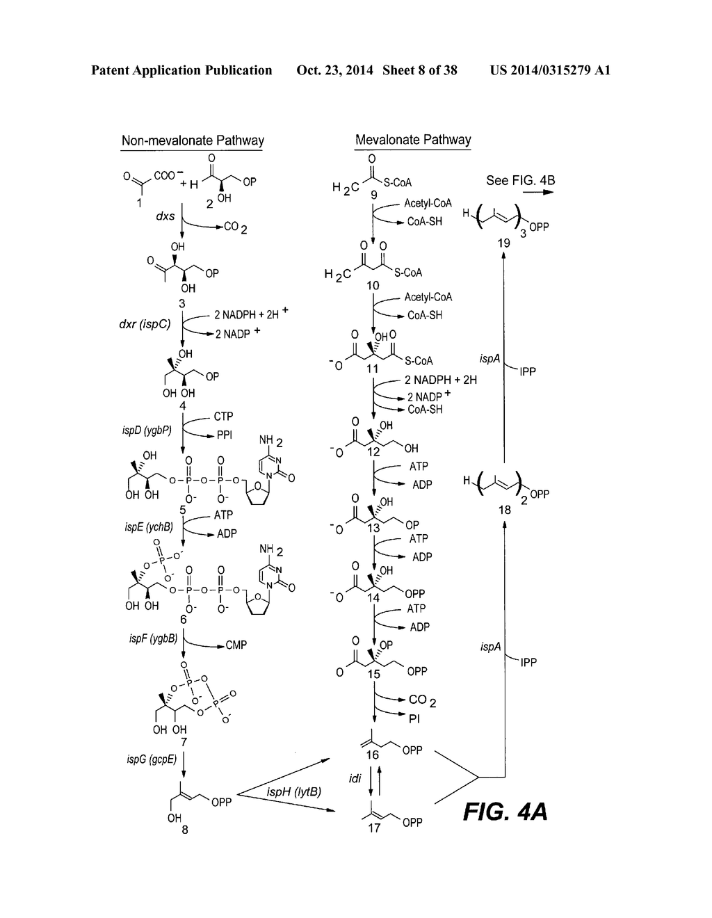 PRODUCTION OF QUINONE DERIVED COMPOUNDS IN OLEAGINOUS YEAST AND FUNGI - diagram, schematic, and image 09