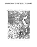 GLUCOMANNAN SCAFFOLDING FOR THREE-DIMENSIONAL TISSUE CULTURE AND     ENGINEERING diagram and image