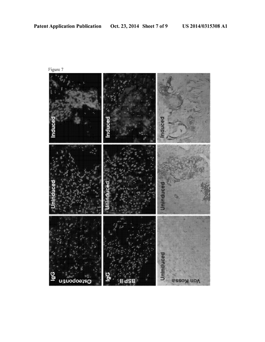 GLUCOMANNAN SCAFFOLDING FOR THREE-DIMENSIONAL TISSUE CULTURE AND     ENGINEERING - diagram, schematic, and image 08