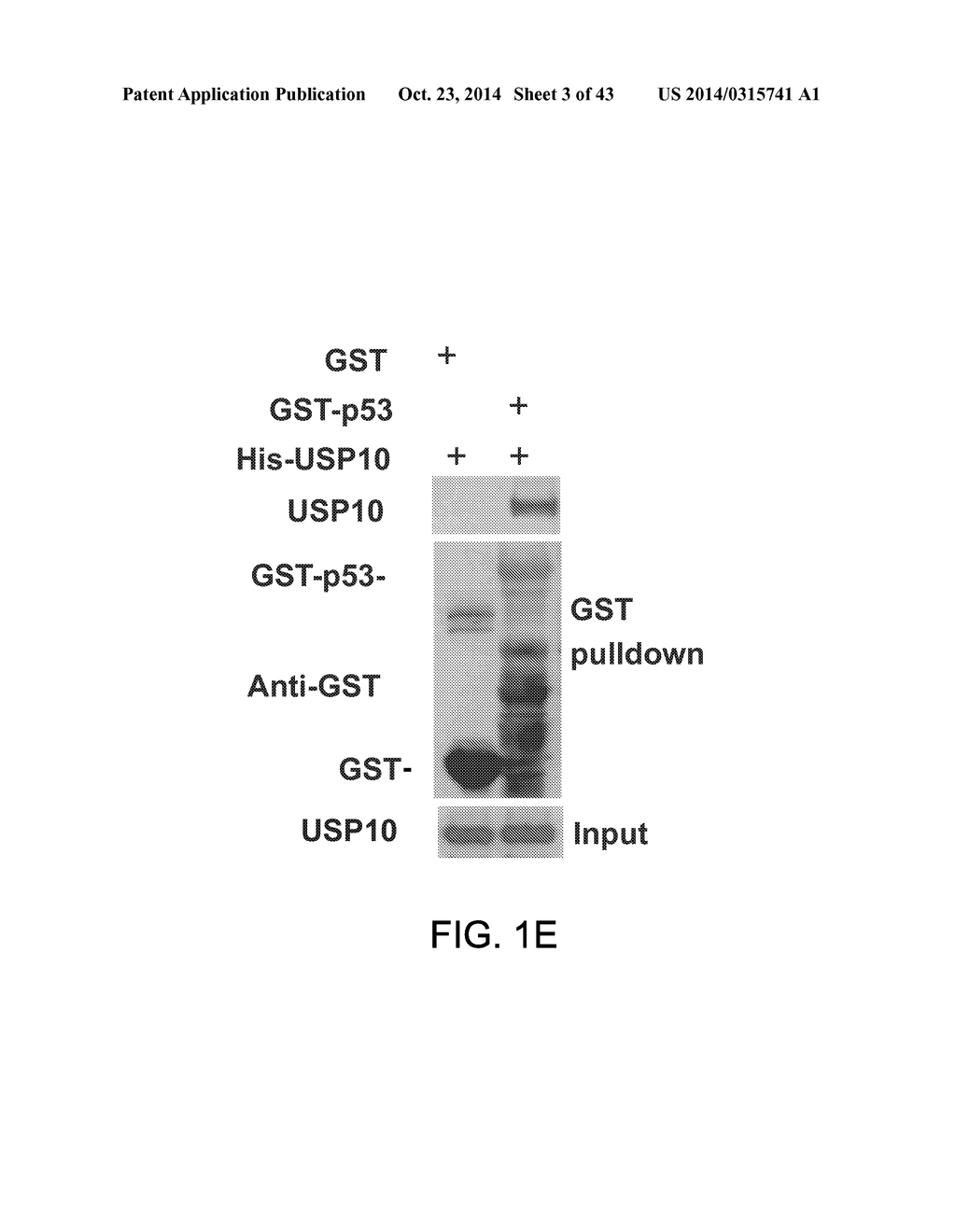 METHODS AND MATERIALS FOR MODULATING DEUBIQUITINASES AND UBIQUITINATED     POLYPEPTIDES - diagram, schematic, and image 04