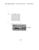 METHODS AND PRODUCTS FOR INCREASING FRATAXIN LEVELS AND USES THEREOF diagram and image