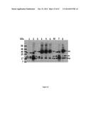 METHODS AND PRODUCTS FOR INCREASING FRATAXIN LEVELS AND USES THEREOF diagram and image