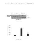 Antioxidant, Anti-Inflammatory, Anti-Radiation, Metal Chelating Compounds     And Uses Thereof diagram and image