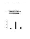 Antioxidant, Anti-Inflammatory, Anti-Radiation, Metal Chelating Compounds     And Uses Thereof diagram and image