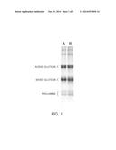 RICE-PROTEIN COMPOSITION AND METHOD FOR MANUFACTURING SAME diagram and image