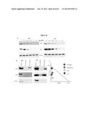 HSP90 COMBINATION THERAPY diagram and image