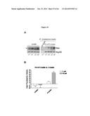 HSP90 COMBINATION THERAPY diagram and image