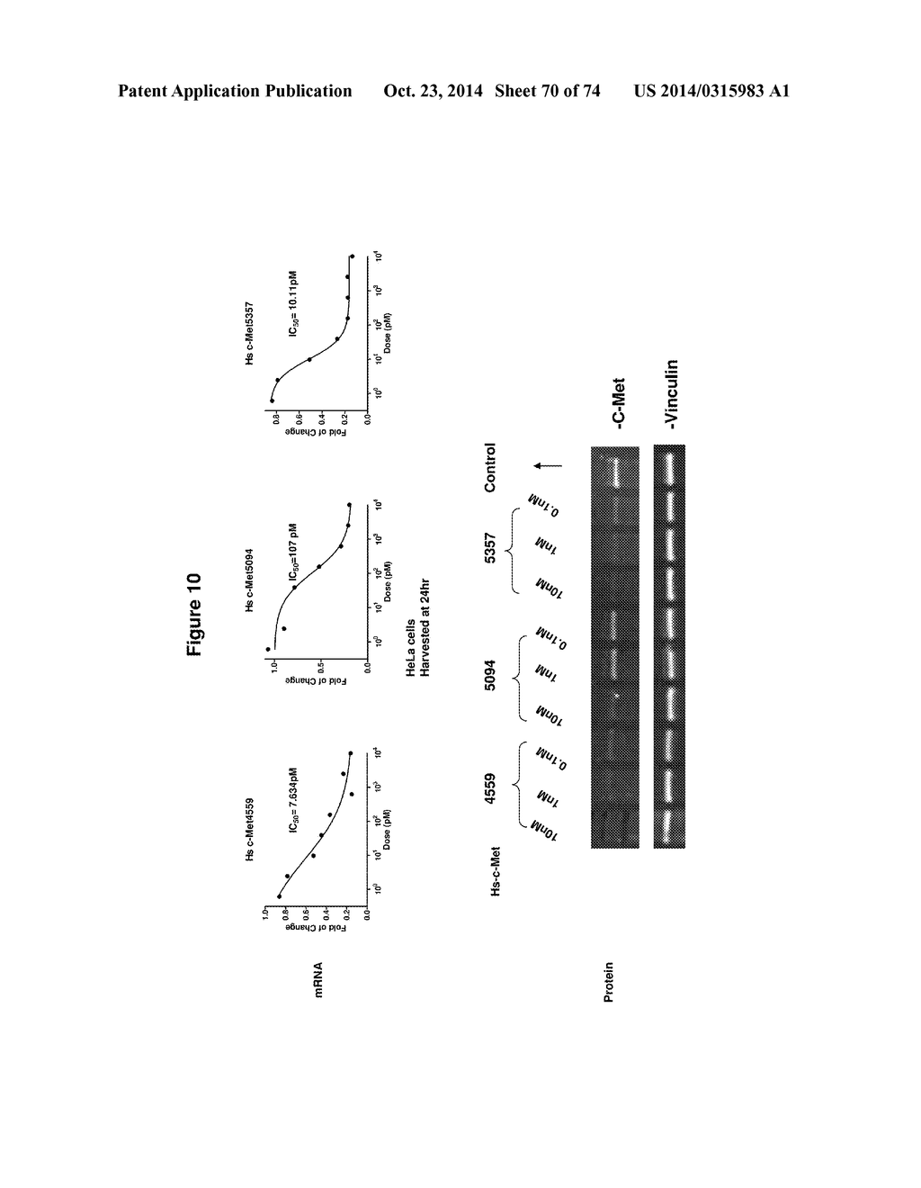 METHODS AND COMPOSITIONS FOR THE SPECIFIC INHIBITION OF MET BY DOUBLE     STRANDED RNA - diagram, schematic, and image 71