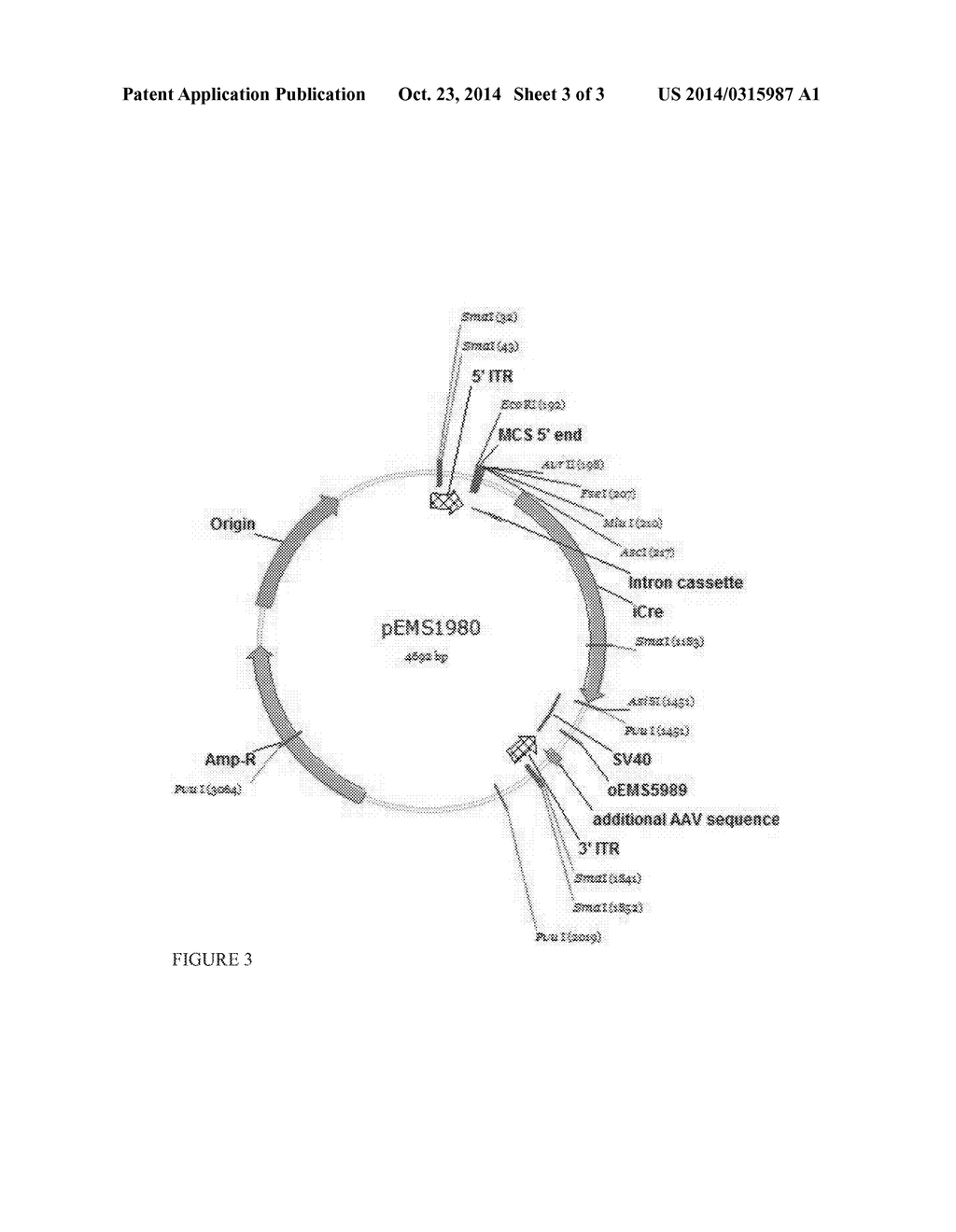 CHOLECYSTOKININ B RECEPTOR (CCKBR) MINI-PROMOTERS - diagram, schematic, and image 04