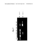 ENA NUCLEIC ACID PHARMACEUTICALS CAPABLE OF MODIFYING SPLICING OF mRNA     PRECURSORS diagram and image