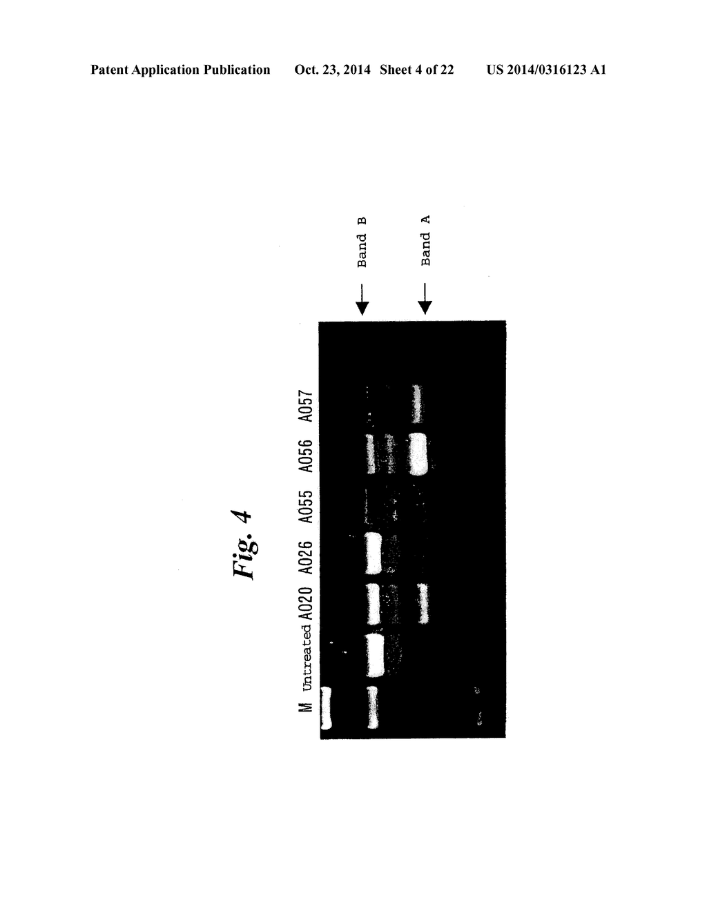 ENA NUCLEIC ACID PHARMACEUTICALS CAPABLE OF MODIFYING SPLICING OF mRNA     PRECURSORS - diagram, schematic, and image 05