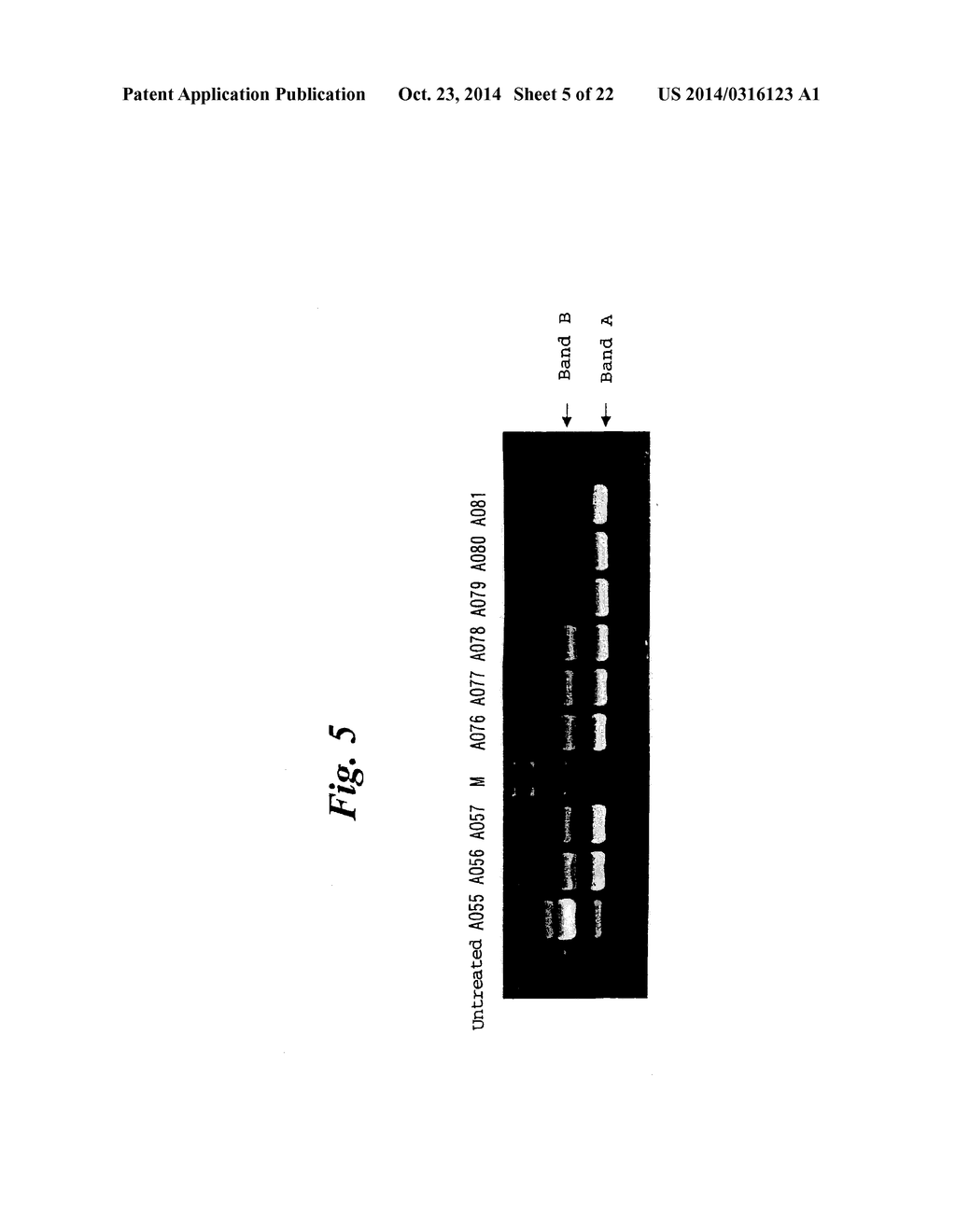 ENA NUCLEIC ACID PHARMACEUTICALS CAPABLE OF MODIFYING SPLICING OF mRNA     PRECURSORS - diagram, schematic, and image 06