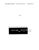 ENA NUCLEIC ACID PHARMACEUTICALS CAPABLE OF MODIFYING SPLICING OF mRNA     PRECURSORS diagram and image