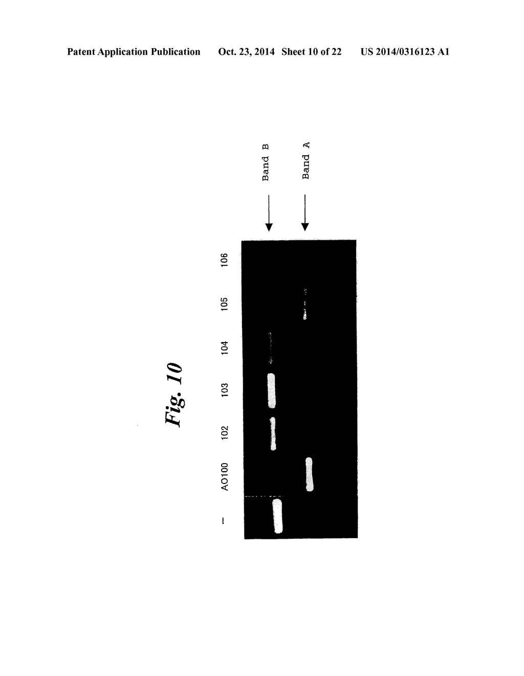 ENA NUCLEIC ACID PHARMACEUTICALS CAPABLE OF MODIFYING SPLICING OF mRNA     PRECURSORS - diagram, schematic, and image 11