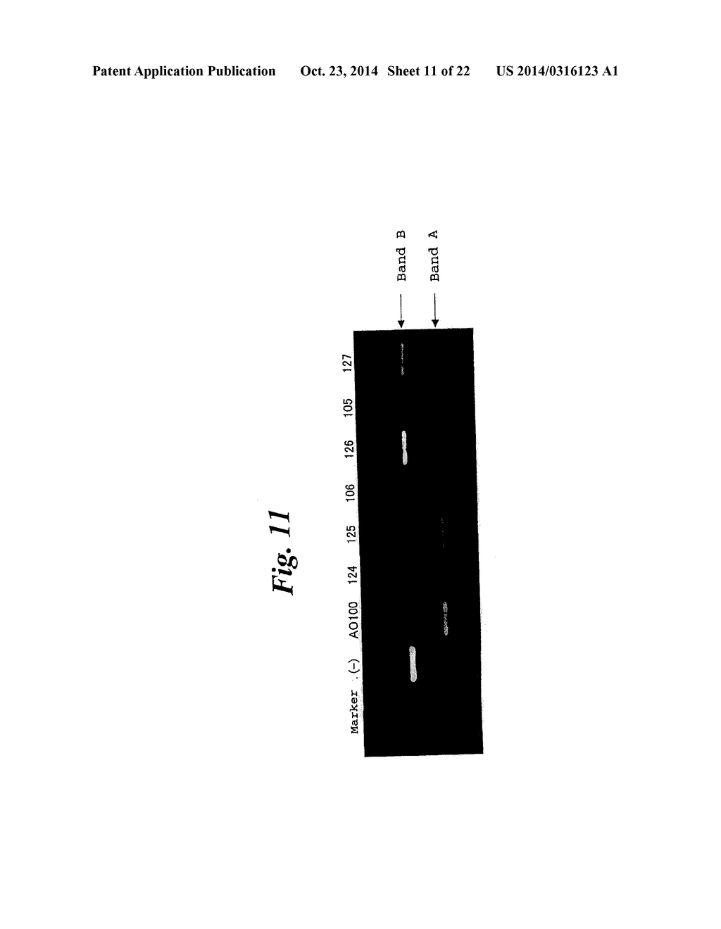 ENA NUCLEIC ACID PHARMACEUTICALS CAPABLE OF MODIFYING SPLICING OF mRNA     PRECURSORS - diagram, schematic, and image 12