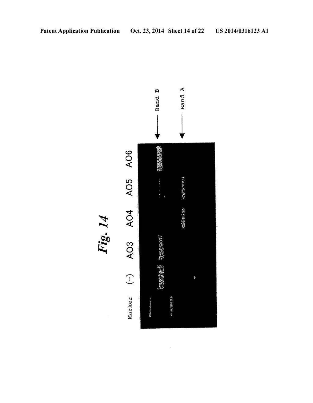 ENA NUCLEIC ACID PHARMACEUTICALS CAPABLE OF MODIFYING SPLICING OF mRNA     PRECURSORS - diagram, schematic, and image 15