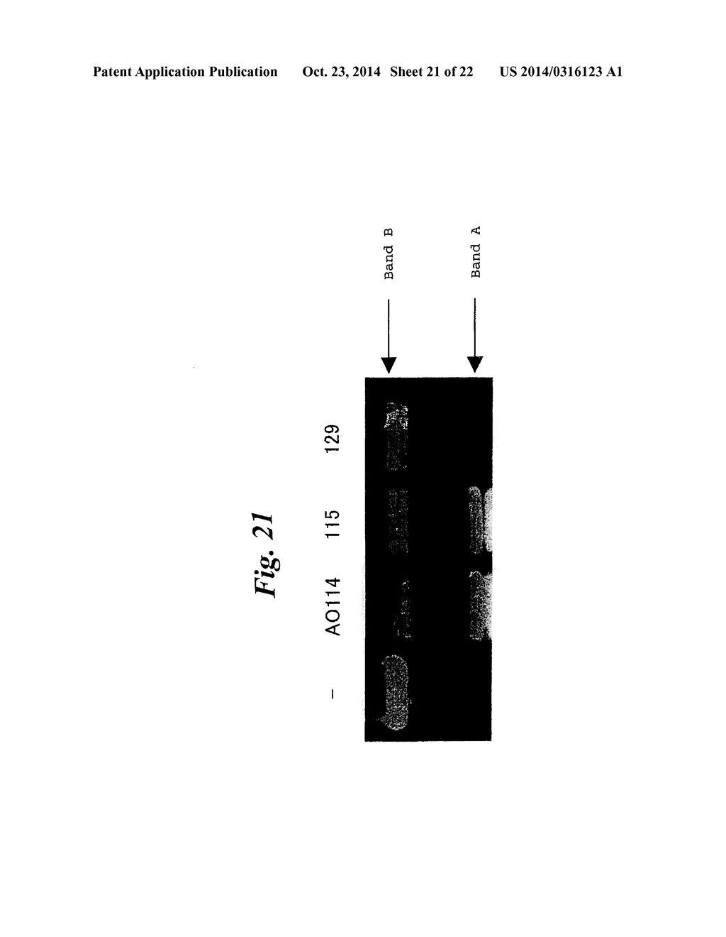 ENA NUCLEIC ACID PHARMACEUTICALS CAPABLE OF MODIFYING SPLICING OF mRNA     PRECURSORS - diagram, schematic, and image 22