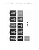 ANTIBODIES TO TIP-1 AND GRP78 diagram and image