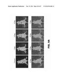 ANTIBODIES TO TIP-1 AND GRP78 diagram and image