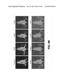 ANTIBODIES TO TIP-1 AND GRP78 diagram and image