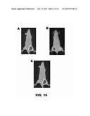 ANTIBODIES TO TIP-1 AND GRP78 diagram and image