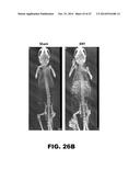 ANTIBODIES TO TIP-1 AND GRP78 diagram and image