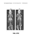 ANTIBODIES TO TIP-1 AND GRP78 diagram and image