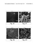 POLYMORPHISM AND MICROSTRUCTURE OF CERTAIN TRIACYLGLYCEROLS AND FATTY ACID     METHYL ESTERS diagram and image