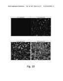 POLYMORPHISM AND MICROSTRUCTURE OF CERTAIN TRIACYLGLYCEROLS AND FATTY ACID     METHYL ESTERS diagram and image