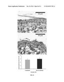 METHODS FOR DETECTION AND CHARACTERIZATION OF IONIZING RADIATION EXPOSURE     IN TISSUE diagram and image