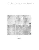 TSPO-TARGETING COMPOUNDS AND USES THEREOF diagram and image