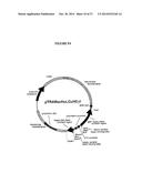 METHOD AND COMPOSITION FOR ALTERING A B CELL MEDIATED PATHOLOGY diagram and image