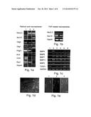 METHODS OF GENERATING GLIAL AND NEURONAL CELLS AND USE OF SAME FOR THE     TREATMENT OF MEDICAL CONDITIONS OF THE CNS diagram and image