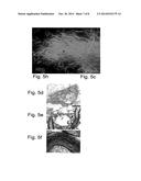 METHODS OF GENERATING GLIAL AND NEURONAL CELLS AND USE OF SAME FOR THE     TREATMENT OF MEDICAL CONDITIONS OF THE CNS diagram and image