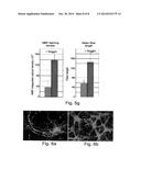 METHODS OF GENERATING GLIAL AND NEURONAL CELLS AND USE OF SAME FOR THE     TREATMENT OF MEDICAL CONDITIONS OF THE CNS diagram and image