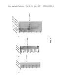 MONOCLONAL ANTIBODIES AGAINST SEROTRANSFERRIN ANTIGENS, AND USES THEREFOR diagram and image