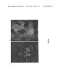 MONOCLONAL ANTIBODIES AGAINST SEROTRANSFERRIN ANTIGENS, AND USES THEREFOR diagram and image